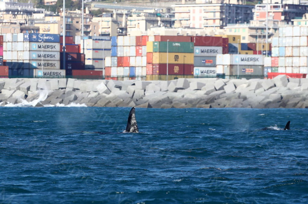 09/12/2019, Le orche all’imboccatura del Porto di Voltri
